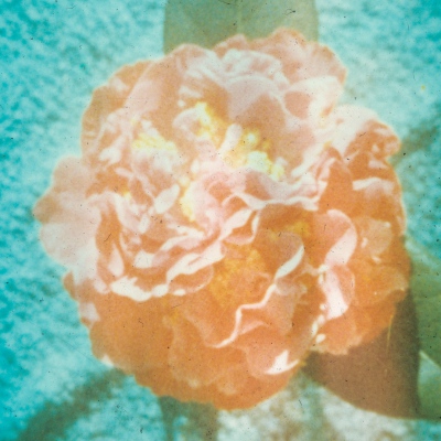 Celina Daly